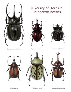 four different types of beetles with the words, university of horns in rhinoceros beetlees