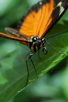 an orange and black butterfly sitting on top of a green leaf