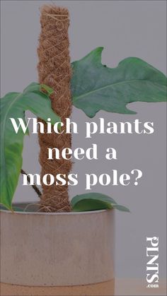 Most climbing plants like a Monstera of Philodendron like to climb upYou can give them a little help by planting a moss poleA moss pole is a handy tool which helps your houseplant to climb to higher placesIn this blog we'll tell you all about the types of houseplants that need a moss pole and how to use and take care of the moss pole. Miss Pole Plants, Syngonium Moss Pole, Staking Houseplants, Philodendron Moss Pole, Moss Pole Plants, Moss Pole Alternative, Pothos On Moss Pole, Moss Poles For Plants, How To Make A Moss Pole