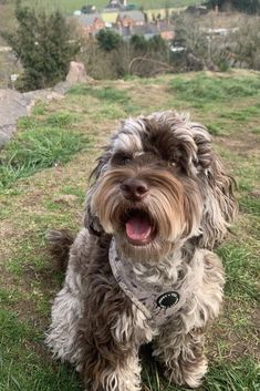 a small dog sitting on top of a grass covered field with its mouth open and tongue out