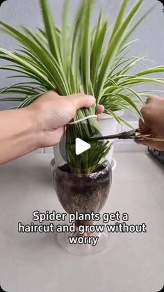 Home Gardening on Instagram: "Tips on caring for spider plants #garden #plants #indoorplants #houseplants #indoorgarden #homegarden #spiderplant #planting #gardening #gardeningtips" How To Grow Spider Plants, Caring For Spider Plants, Spider Plant Topiary, Spider Plant Display Ideas, Spider Plant Decor, Spider Plant Care Indoor, Spider Plants In Water, Spider Plant Care, Arrowhead Plant