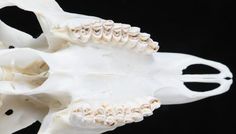 an animal skeleton is shown with its teeth exposed