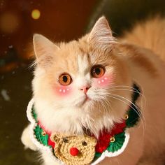 a cat wearing a crochet christmas sweater with a santa clause on it's collar