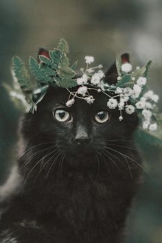 a black cat wearing a flower crown on top of it's head and looking at the camera