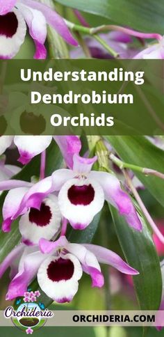 purple and white flowers with the words, understand dendroium orchids