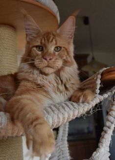 an orange cat laying on top of a scratching post with his paw hanging off the edge