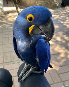 a blue and yellow parrot sitting on top of a black chair next to a brick walkway