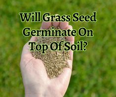 a person holding seeds in their hand with the words will grass seed germinate on top of soil?