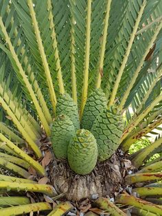 three green cones on top of a palm tree in the sun with leaves around them