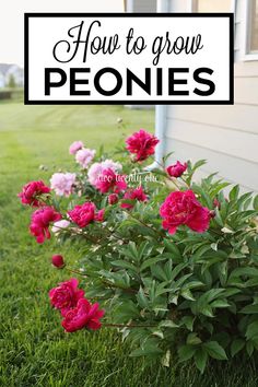 pink flowers growing in front of a house with the words how to grow peonies