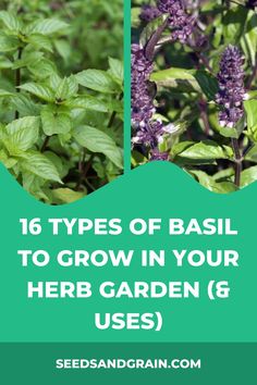 purple flowers and green leaves with text that reads 16 types of basil to grow in your herb garden & uses