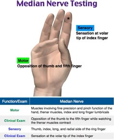 Carpal Tunnel Symptoms, Carpal Tunnel Surgery, Physical Therapy School, Basic Anatomy, Median Nerve, Physical Therapy Assistant, Basic Anatomy And Physiology, Nursing Mnemonics