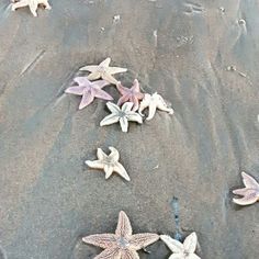 several starfish on the sand at the beach