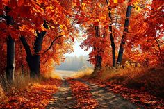 a dirt road surrounded by trees with orange leaves