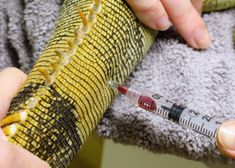 a person is holding a needle and measuring the size of a snake's skin