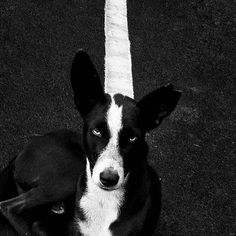 a black and white dog sitting on the ground