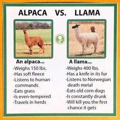 an alpaca and llama poster with information about the differences in their diets