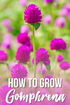 purple flowers with the words how to grow comparna