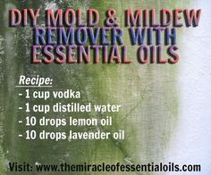 Mildew and mold can grow anywhere, just as long as the area is damp. It’s commonly found in the bathroom, toilet, shower door and under sinks. Make your own DIY essential oil mildew remover to fight off mildew and mold! Mildew thrives in damp places around the house. The most common places are under the … Bathroom Mold Remover, Mold And Mildew Remover, Dusting Spray, Mildew Stains, Diy Essentials