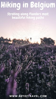 a field with purple flowers and the words hiking in belgium on it's side