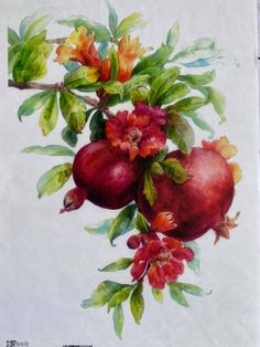 a painting of pomegranates with leaves and flowers on a white background