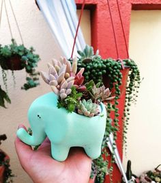 a small elephant planter with succulents in it's trunk is being held by a person