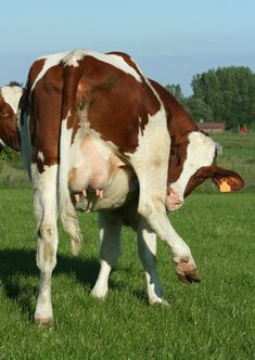 a brown and white cow standing on top of a lush green field