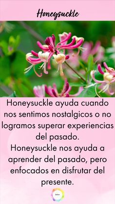 Honeysuckle nos ayuda a vivir en el presente sin quedarnos pegados en experiencias del pasado. Healing Quotes, Positive Quotes, Energy, Flowers