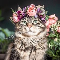 a cat wearing a flower crown sitting in front of some pink and purple flowers on it's head