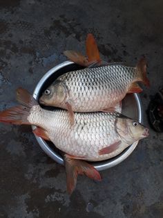 two fish sitting on top of a metal bowl