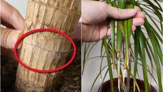 a person holding a plant in their left hand and an image of a palm tree on the right