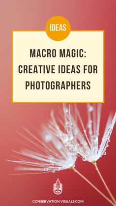 a dandelion with the words ideas macro magic creative ideas for photographers