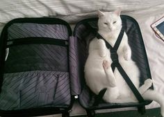 a white cat sitting in an open suitcase