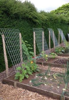 an image of a garden with plants growing in the ground and fenced off area