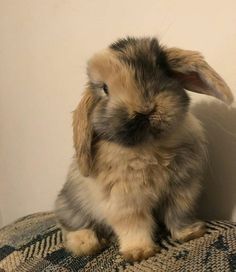 a small rabbit sitting on top of a blanket