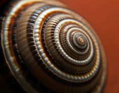 a close up view of the inside of a snail's shell with its spiral design