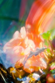 an abstract photograph of flowers and leaves in the sun with blurry light coming from them