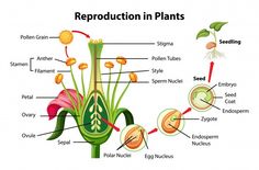 an image of reproduction in plants