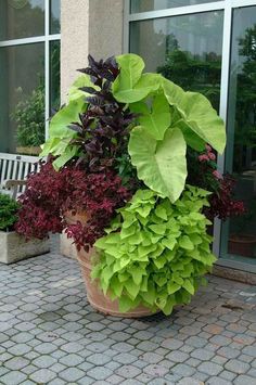 a potted plant sitting on top of a brick walkway next to a building with windows