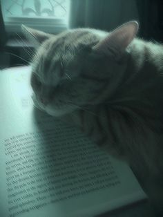 a cat laying on top of an open book with it's head resting on the pages