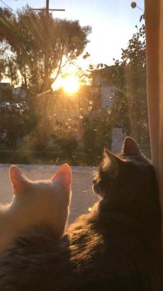 two cats are looking out the window at the sun