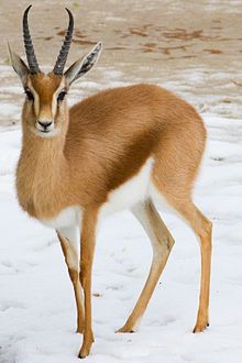 an antelope is standing in the snow