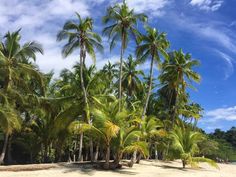 palm trees line the beach on a sunny day