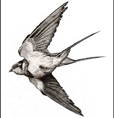 a black and white drawing of a bird flying