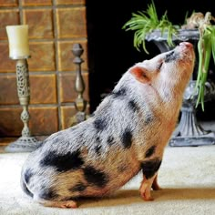 a small pig sitting in front of a fireplace with its head up and eyes closed