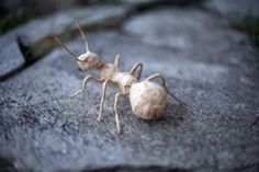 a close up of a small insect on a rock