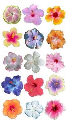 many different colored flowers on a white background