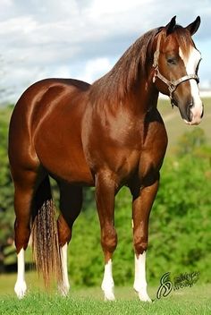 a brown and white horse standing on top of a lush green field next to trees