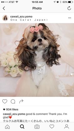 a small dog wearing a dress with flowers in it's hair is on the instagram page