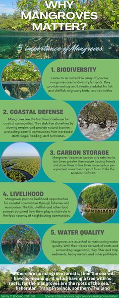 an info sheet describing the different types of mangroves